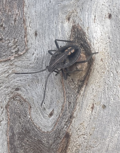 Poecilometis patruelis y-nigrum
