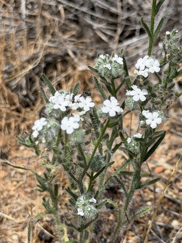 Cryptantha intermedia, photograph 2