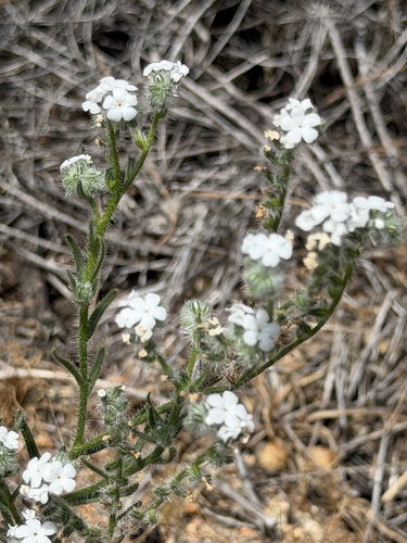 Cryptantha intermedia, photograph 3