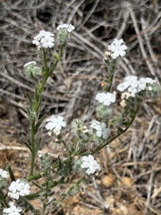 Cryptantha intermedia, photograph (c) Ian McFaul, some rights reserved (CC BY)