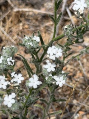 Cryptantha intermedia, photograph (c) Ian McFaul, some rights reserved (CC BY)