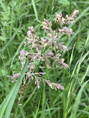 Poa arachnifera