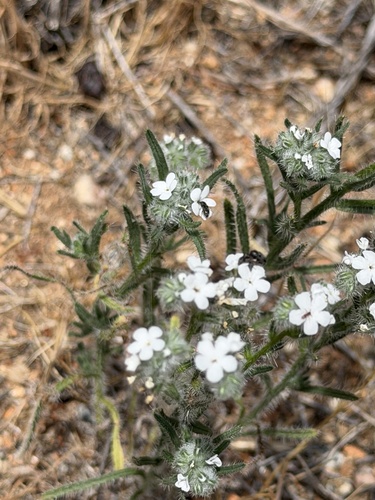 Cryptantha intermedia, photograph 5