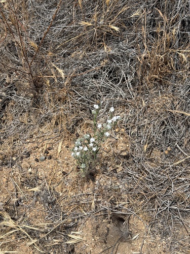 Cryptantha intermedia, photograph 6