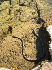 Platyceps rhodorachis