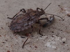 Brochymena affinis