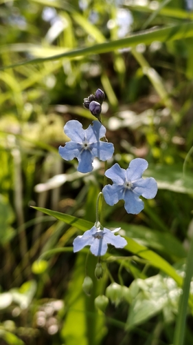 Omphalodes cappadocica