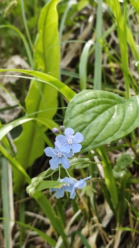 Omphalodes cappadocica, photograph 2