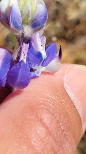 iNaturalist observation photo of Sky Lupine