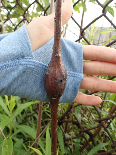 Gnorimoschema gallaesolidaginis gall photographed by lynnwchen