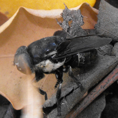 Cuterebra approximata