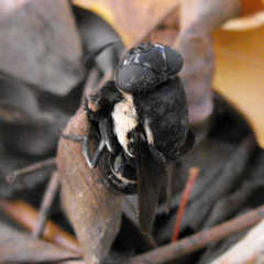 Cuterebra approximata