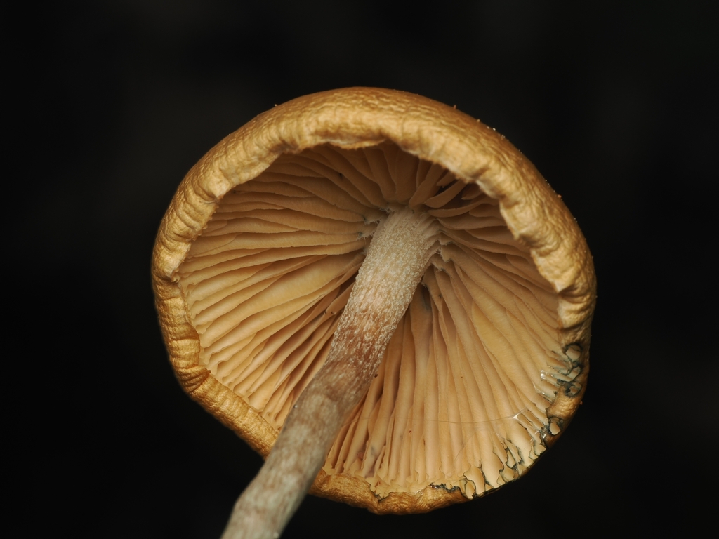 Psilocybe subaeruginosa · May 2026 · photo: © acnestis (iNaturalist, cc-by-nc)