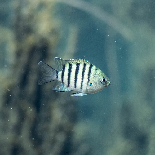 Bengal sergeant (Abudefduf bengalensis) — Pomacentridae — 5