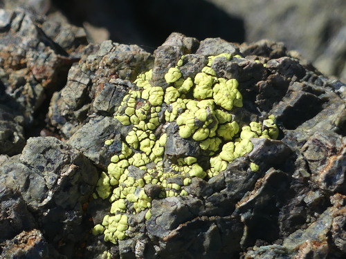 iNaturalist observation photo of cobblestone lichens