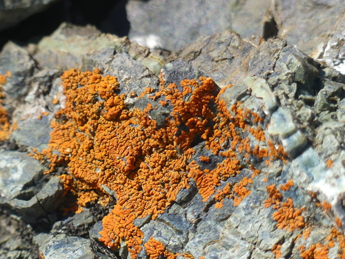 iNaturalist observation photo of Xanthorioideae