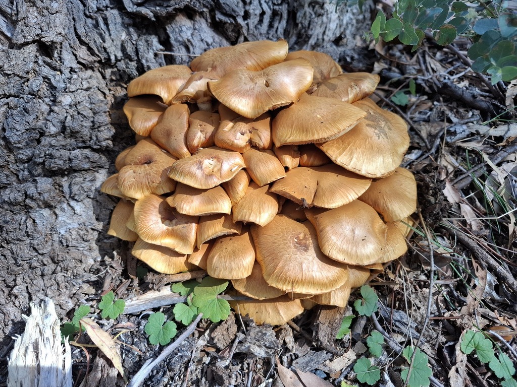 Gymnopilus junonius · April 2026 · photo: © snsso (iNaturalist, cc-by)