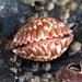Western Strawberry Cockle - Photo (c) C. Mallory, some rights reserved (CC BY-NC), uploaded by C. Mallory