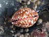 Western Strawberry Cockle - Photo (c) C. Mallory, some rights reserved (CC BY-NC), uploaded by C. Mallory
