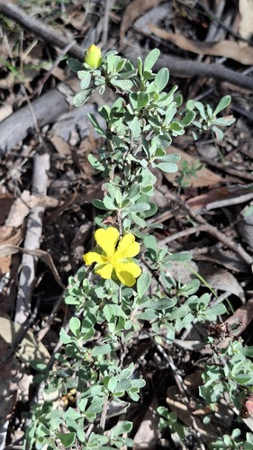 Hibbertia obtusifolia, photograph 6