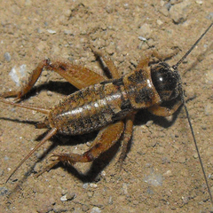 Gryllus lineaticeps