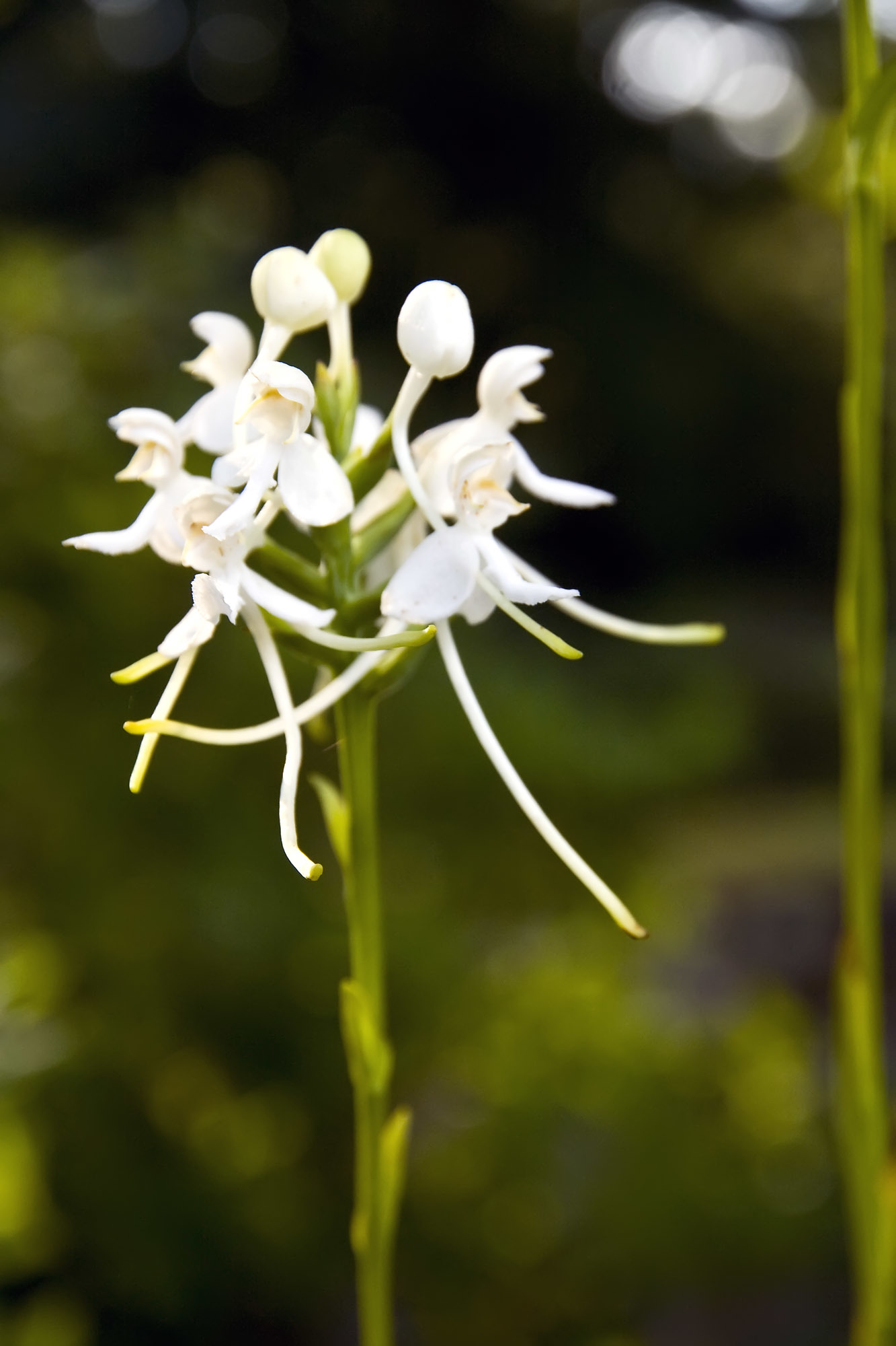 Platanthera integrilabia