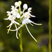 Platanthera integrilabia - Photo (c) NC Orchid, algunos derechos reservados (CC BY-NC)