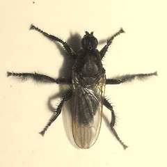 Coelopa