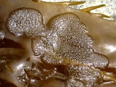 Membranipora membranacea