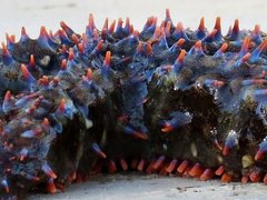 Astrometis sertulifera