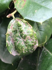 Phytomyza ilicis group