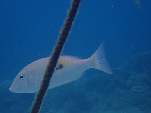 Lethrinus harak