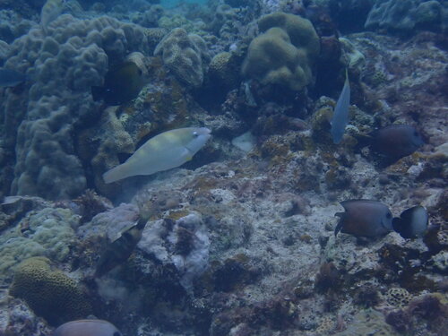 Scarus dimidiatus