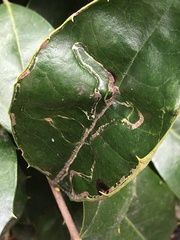 Phytomyza ilicis group