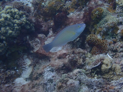Scarus flavipectoralis