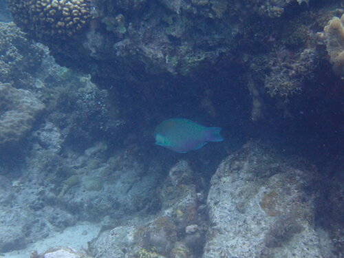 Chlorurus bleekeri