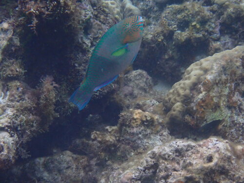 Scarus rivulatus
