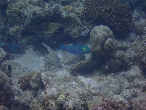 Scarus spinus