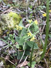 Lithospermum tuberosum