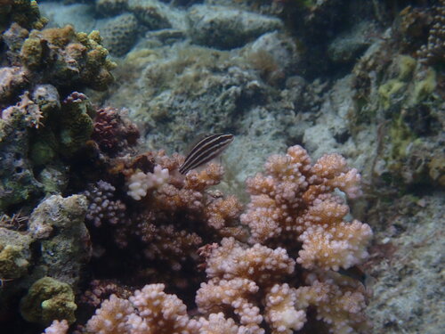 Chlorurus spilurus