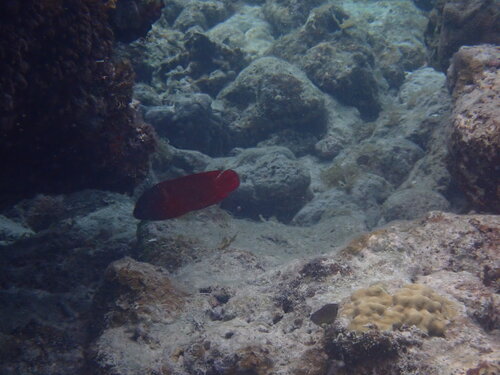 Labracinus cyclophthalmus