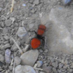 Pseudomethoca anthracina