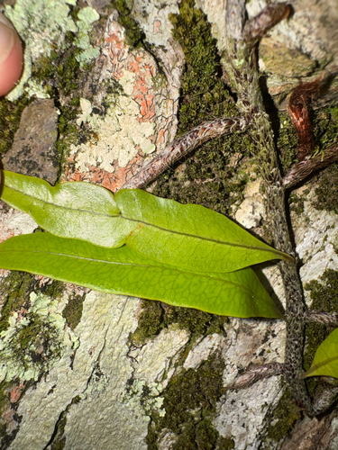 Microgramma lycopodioides, photograph 3