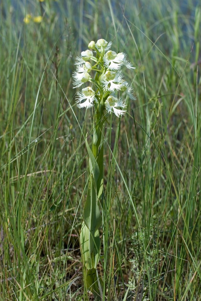 Western Prairie White Fringed Orchid (Wild Orchids of the United States ...