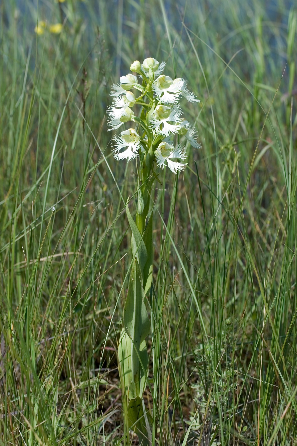 Platanthera praeclara
