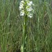 Western Prairie White Fringed Orchid - Photo (c) NC Orchid, some rights reserved (CC BY-NC)