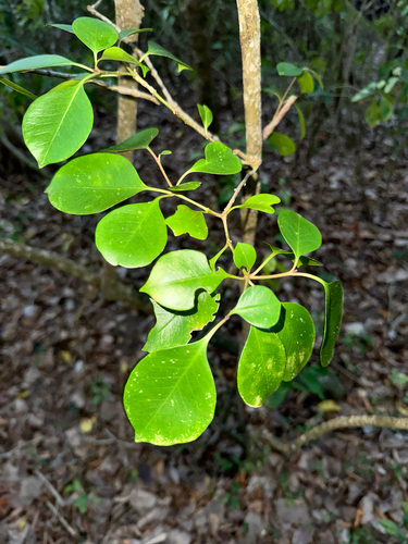 Guapira fragrans, photograph 2