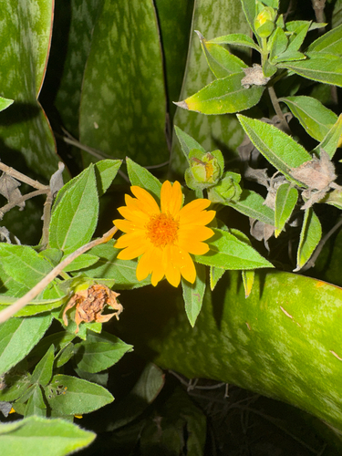Wedelia calycina, photograph 2
