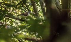 Leptotila plumbeiceps