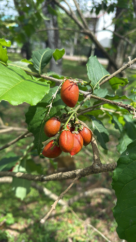 Bunchosia armeniaca